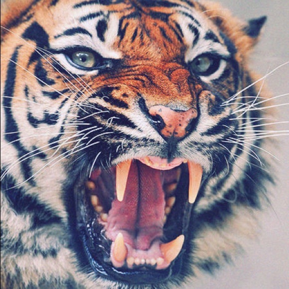 Meet your Posher, Zoe - Picture 1 of 1